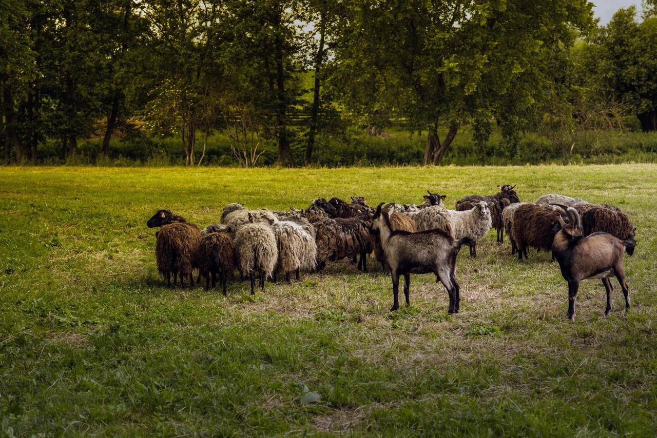 Gospodarstwo Agroturystyczne Dworek Janowicki Kazimierzewo Bagian luar foto